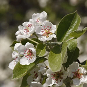 Pear blossoms -Pyrus communis-, Franconian Switzerland, Upper Franconia, Franconia, Bavaria, Germany, Europe