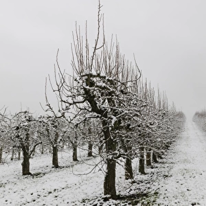 Pear orchard in winter, Baden-Wuerttemberg, Germany, Europe