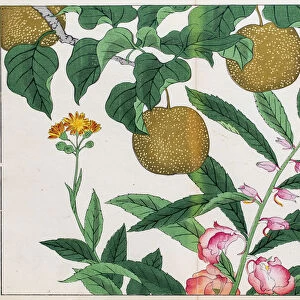 Pear tree and Balsam plant japanese woodblock print