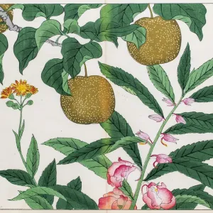 Pear Tree and Balsam Print Pear Tree and Balsam Print
