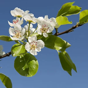Pear Tree -Pyrus communis-, branch with blossoms, Thuringia, Germany