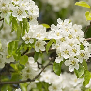 Pear tree -Pyrus communis-, cultivar, branch with blossoms and leaves, Thuringia, Germany