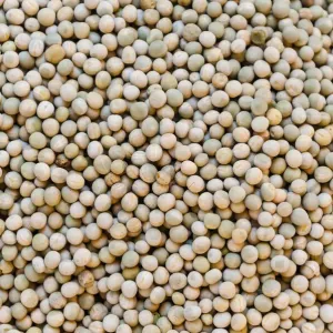 Peas -Pisum sativum- Peas -Pisum sativum-