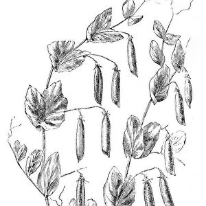 Peas plant illustration 1874