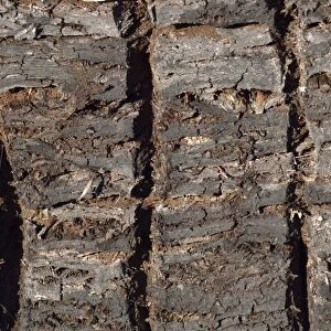 Peat cuttings with broaching marks, stacks of peat, Stammbeckenmoor near Raubling, Alpine Uplands, Bavaria, Germany, Europe