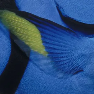Pectoral Fin of Blue Tang Pectoral Fin of Blue Tang
