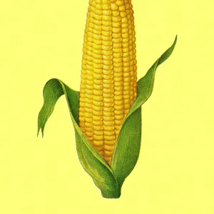 Peeled corn against a yellow colored background