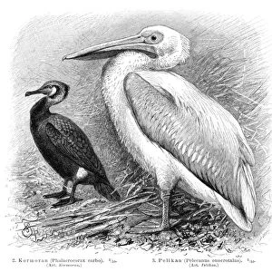 Pelican and Cormorant engraving 1895