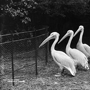 The Pelicans