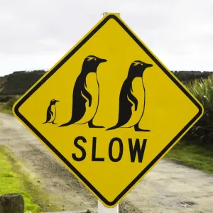 Panneau de signalisation de passage d'oiseaux emplumés sur route rurale. Panneau de signalisation de passage d'oiseaux emplumés sur route rurale.