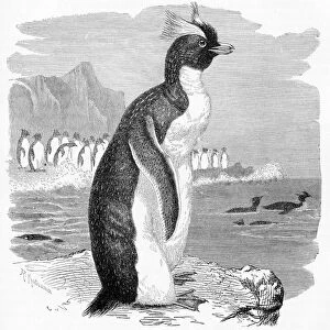 Penguin engraving 1892