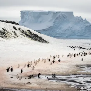 Penguin Highway Penguin Highway
