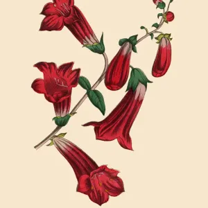 Penstemon or Beardtongue Plant, Victorian Botanical Illustration Penstemon or Beardtongue Plant, Victorian Botanical Illustration