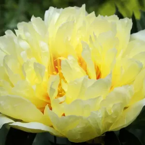 Peony Bartzella Print - A Hybrid Paeonia in Bloom