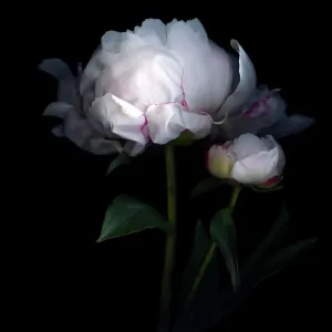 Peony and Bud Print on Black Background Peony and Bud Print on Black Background