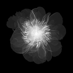 Peony flower (Paeonia officinalis), X-ray