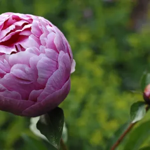 Peony -Paeonia officinalis-, emerging flower with bud