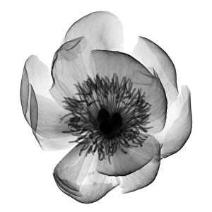 Peony (Paeonia sp. ), X-ray