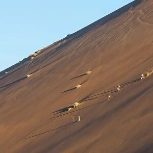 People running down the side of the famous Dune 45 sand dune. Sossuvlei, Namibia