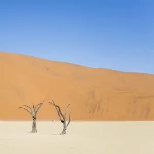 Two people walking in the Deadvlei salt pan with a giant dune in the backdrop. Sossuvlei, Namibia