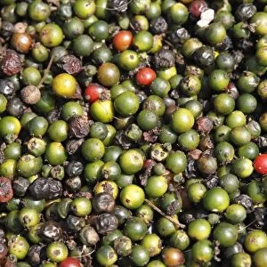 Peppercorns laid out to dry, Kerala, India, South Asia, Asia