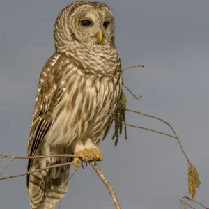 Perched Barred Owl Print Perched Barred Owl Print