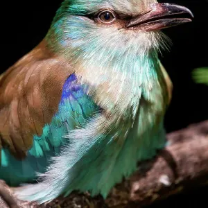 Perched European Roller Bird