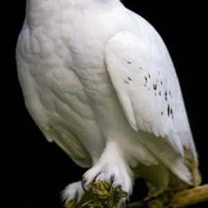 Perched snowy owl