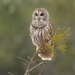 Perching Barred Owl Print Perching Barred Owl Print