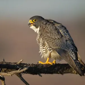 Peregrine Falcon Peregrine Falcon
