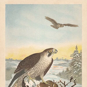 Peregrine falcon (Falco peregrinus), chromolithograph, published in 1896