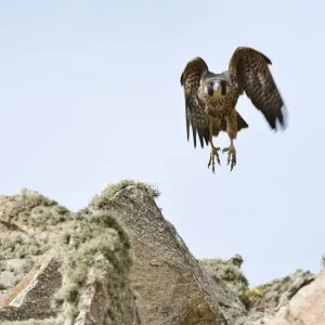 Peregrine Falcon Fledgling Print Peregrine Falcon Fledgling Print