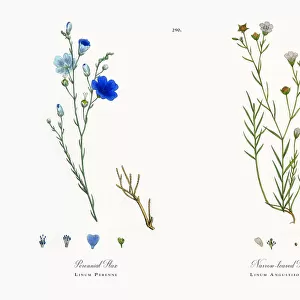 Perennial Flax, Linum Perenne, Victorian Botanical Illustration, 1863