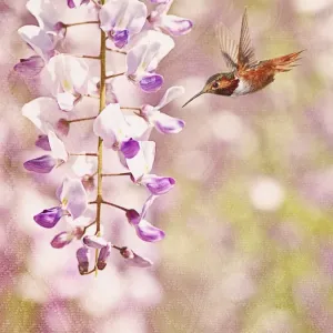 Perfect Purple Perfect Purple