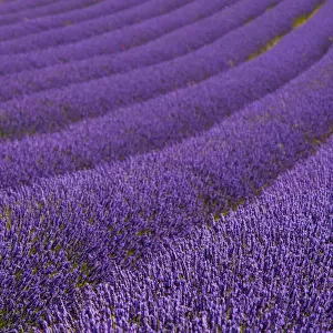 UK Travel Destinations Jigsaw Puzzle Collection: Hitchin Lavender Fields