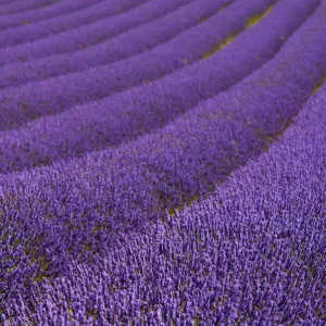 UK Travel Destinations Framed Print Collection: Hitchin Lavender Fields