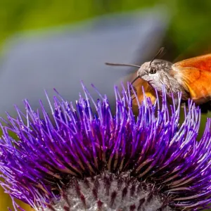Perfect Purple Perfect Purple