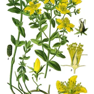 perforate St John s-wort, common Saint Johns wort, St Johns wort perforate St John s-wort, common Saint Johns wort, St Johns wort
