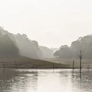 Periyar dam and jungle in the mist, Thekkadi, Tamil Nadu, India Periyar dam and jungle in the mist, Thekkadi, Tamil Nadu, India