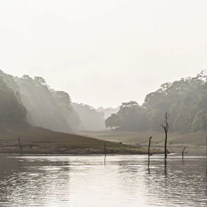 Periyar dam and jungle in the mist, Thekkadi, Tamil Nadu, India