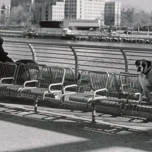 Henri Silberman Print: Lonely Figure and Dog on Separate Benches Henri Silberman Print: Lonely Figure and Dog on Separate Benches