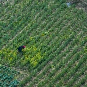 One person on a field, Vietnam One person on a field, Vietnam