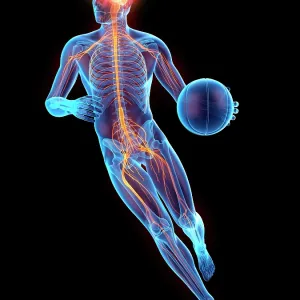 Person playing basketball, nervous system, illustration Person playing basketball, nervous system, illustration