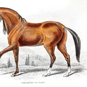 Peruvian Paso Fino Horse 1841
