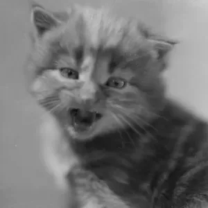 Miaow Miaow