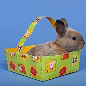 Pet rabbit in an Easter baskets