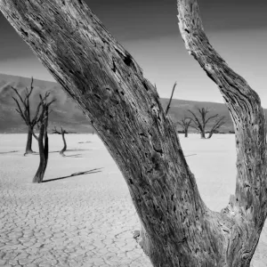 Petrified Trees, The Dead Vlei Petrified Trees, The Dead Vlei