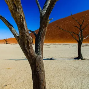 Petrified Trees, The Dead Vlei Petrified Trees, The Dead Vlei