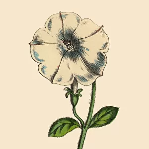 Petunia Plants, Victorian Botanical Illustration
