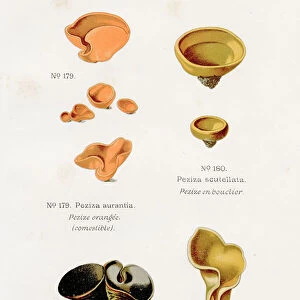 Peziza mushroom 1891